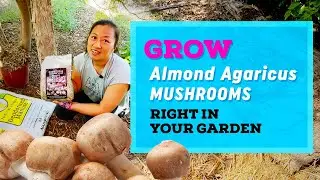 GROW Almond Agaricus MUSHROOMS in your GARDEN