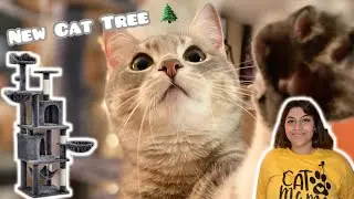 IS THIS THE BEST CAT TREE? 🌲 🐾 | Yaheetech Cat Tree Set Up and Review