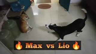 Max vs Lio 😱 | Funny Dog Fight 😂 | Viral Dog Video 2026 