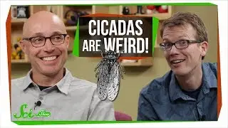 Cicada Symbiosis | SciShow Talk Show