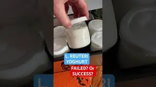 L. Reuteri yoghurt failed or success? second batch, no separation! #reuteri #yoghurt #weightloss
