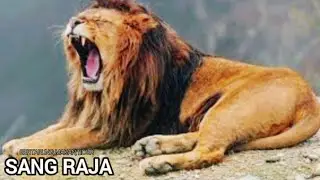 Fakta Singa|Sang Raja yang Suka Bertarung,Makan&Kawin.