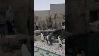 yyc zoo(1)