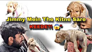 &ldquo;Nahlaate Waqt Jimmy Se Nikle Keede 😭🐶 | Pet Dog Care Vlog&rdquo;