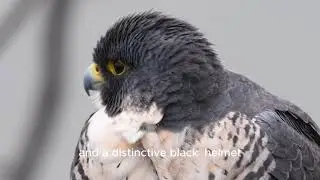 Peregrine Falcon: The Fastest Hunter on Earth