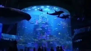 Finding Dory - Hank Best Moments [HD]