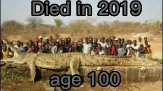 the end of Gustave (crocodile) part 2