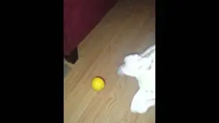 Pitbull with toy