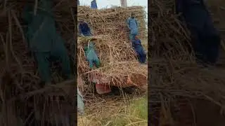 #گنا لوڈنگ#shortvideo #foryou #viral #plz_subscribe_my_channel #tractor #loading