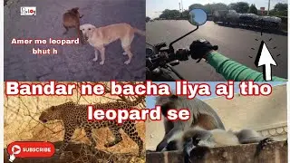 leopard aagaya raat ko nind kharab kerdi ! leopard in amer #leopard #attack #rajasthan #animals #rv.