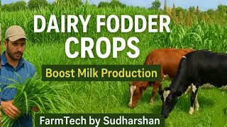 Dairy Fodder Crops | Best Green Fodder for High Milk Yield | FarmTech by Sudharshan