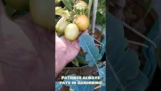 Green to Red: My Backyard Tomato GLOW-UP! 🍅✨ #shorts