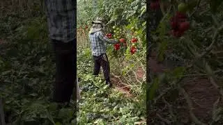 Egourmandage de la tomate 🍅