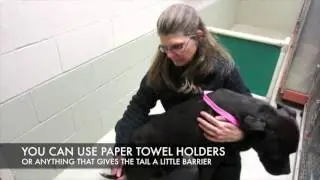 Happy Tail in Animal Shelters