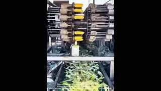 Automatic Corn Husking Machine