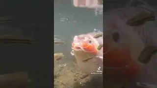 Parque Los Tecajetes 🐟🌿 en #xalapa #veracruz #peces #koi #tierradeviaje
