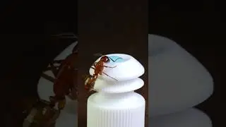 Orange Ant Drinks Blue Liquid