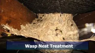 Wasp Nest Removal Faversham
