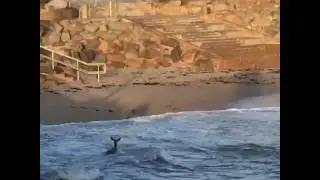 Deer swims along Monterey Co. coast