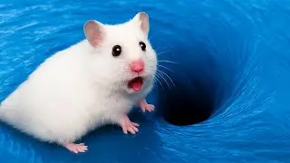 🐹Hamster Slime Pool Adventure - Hamster&rsquo;s Great Escape