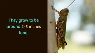 20 Intertesting Things You Should Know About Grasshopper