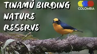 Best Colombian Birding Lodge Tinamu - Traveling Colombia