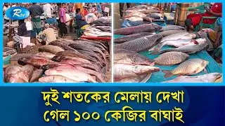 পৌষ সংক্রান্তিতে দেখা গেল আড়াই লাখের বাঘাই | Fish Fair | Baghair Fish | Rtv News