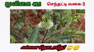 பூனைக்காஞ்சொறி | பூனை செந்தட்டி | Tragia plukenetii | poonaikanchori | அலசல் | Alasal
