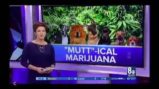 CBD Health Feature Story - Source CBD Cannabis Tinctures for Pets