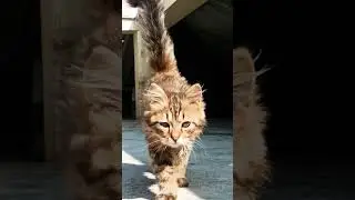 so smart cat 😺😺 🐈🐈#smart #cat #catvideos