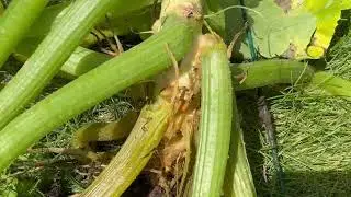 Is This Squash Plant Infested By the Squash Vine Borer?  Yes It Is.