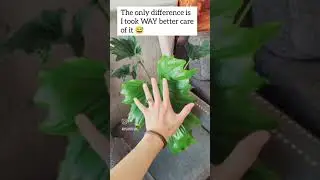 2 Different Philodendrons from the Same Seed Batch 👀🌱 #philodendron #growfromseed