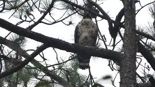 Mountain Hawk-Eagle (call)