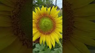 S N loveli  flower garden 💯🌻🌻🌻🪴💐💐