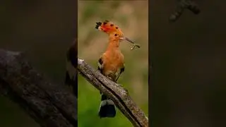 Stunning Birds in 8K HDR! 🦜✨
