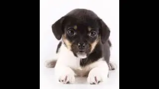 el perro de visionlab