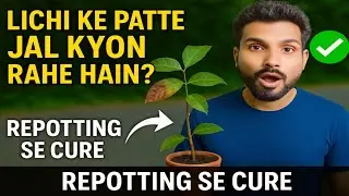 Why Are Litchi Leaves Burning? | Easy Repotting Cure & Plant Care Tips