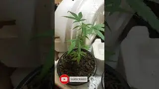 how to make growing box easy..#springhillmediaunit#ganjalovers#cannabis#medicineplant