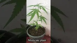 Medicine plant |baby plants