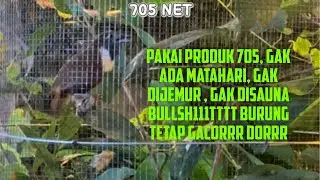Tepus Kalung Putih Gacor 25 Jam Dengan Produk 705
