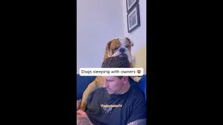 Dogs sleeping with owners 😍 #shorts #pets #dogs
