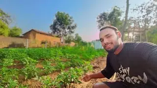 Hamare Kichan Gardan Me Etne Sare Sabjiya