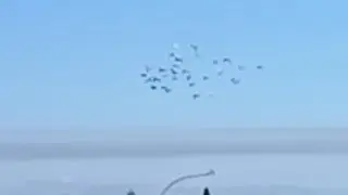 How bad is this ... Pigeon racing with TFB
