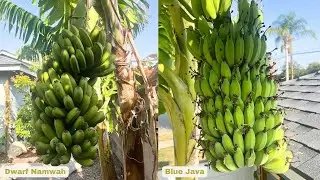 Blue Java and Dwarf Namwah Bananas  - Jan 2024