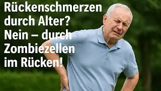 Bandscheiben kaputt? Vielleicht liegt&rsquo;s an untoten Zellen, nicht am Alter