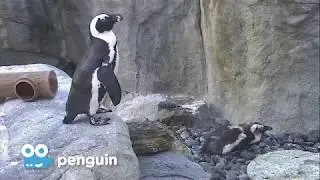Zoo Cam - Penguin Cam Episode 3