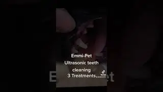 Emmi-Pet Ultrasonic teeth cleaning #doggroomersoftiktok  #dogs #dogteeth