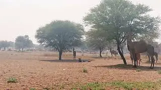 ऊँटों का झुंड देखने को मिला 🐪🐪🐫🐫