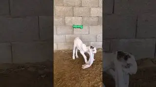 This goat's ears are SO LONG