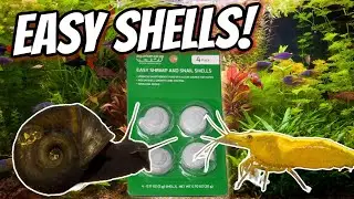 Aquarium Co-Op Easy Shrimp and Snail Shells!  Will They Eat It!